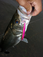 090723tagami_seabass1.jpg